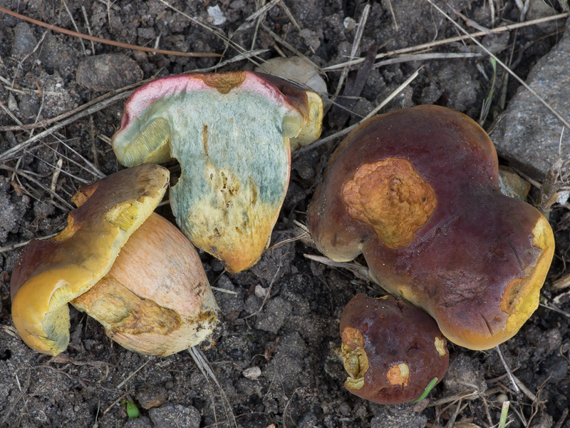 Hortiboletus bubalinus